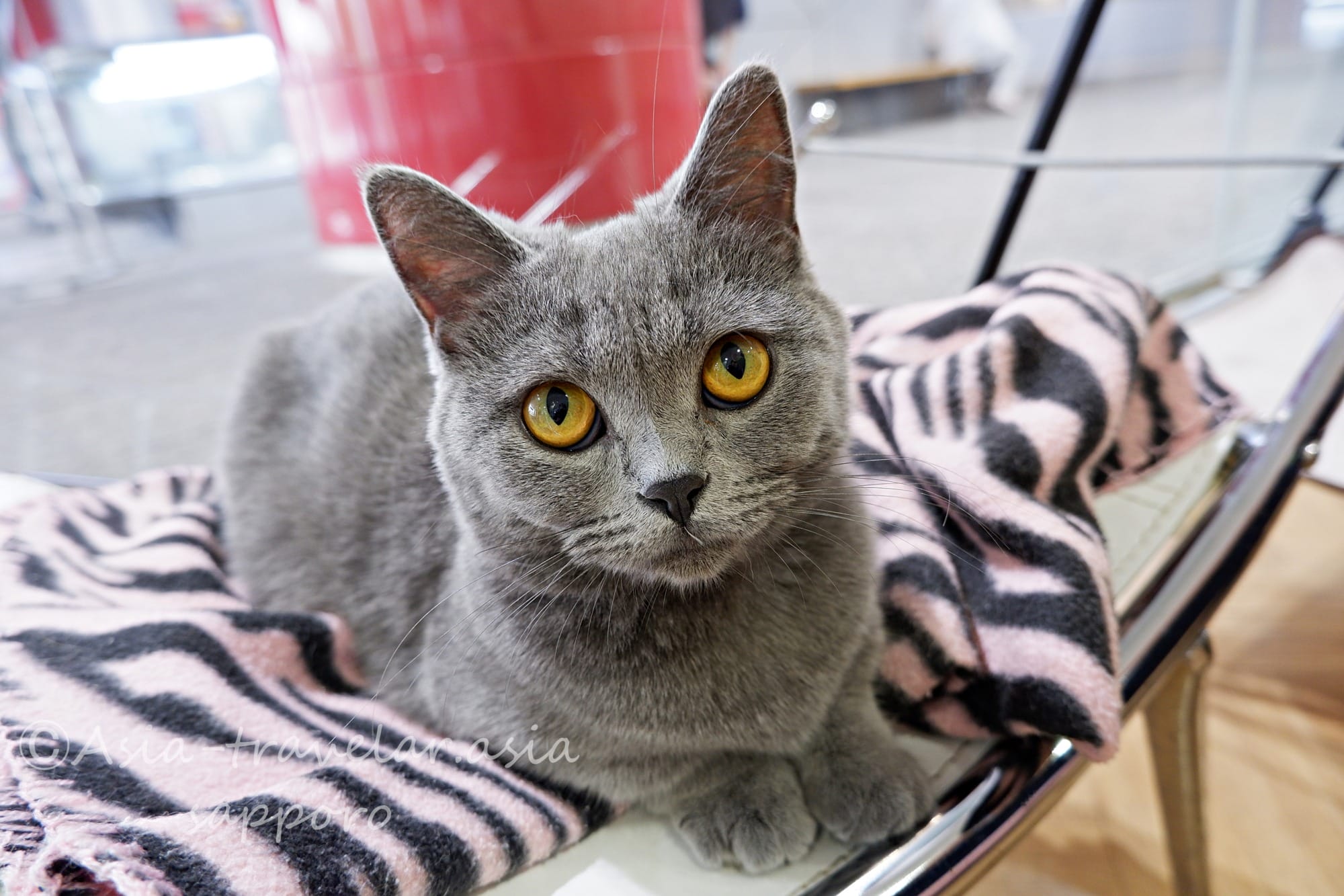 札幌ファクトリー　ペットランド猫カフェ